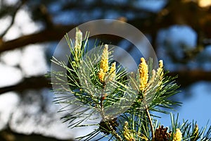 Blossoming pine tree in spring