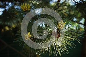 blossoming pine tree in summer park