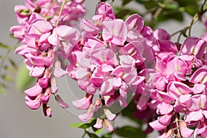 Blossoming pink acacia