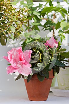 Blossoming pink azalea