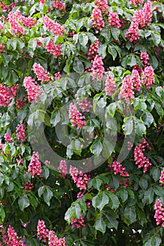 Blossoming pink chestnut