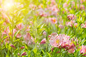 Blossoming pink day lily lit