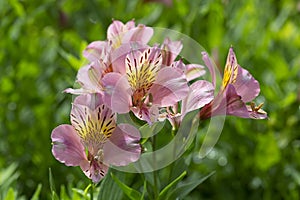 Blossoming pink day lily lit with the summer sun