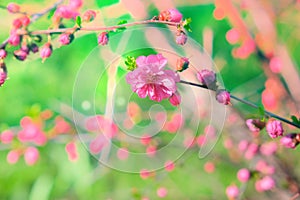 Blossoming pink flowers of almond three-blade. Almonds or three-lobed Louisiana, Sakura, blossoms in spring garden. copy space photo