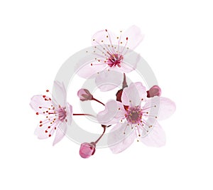Blossoming pink flowers and buds of Plum isolated on white background. Close-up view