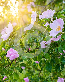 Blossoming pink flowers of wild rose bush in sunlight, natural floral sunny background