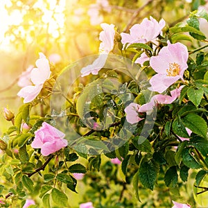 Blossoming pink flowers of wild rose bush in sunlight, natural floral sunny background