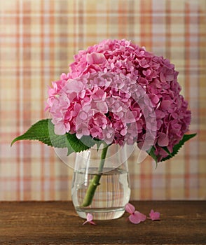 Blossoming pink hydrangea