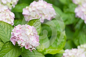 Blossoming pink hydrangea