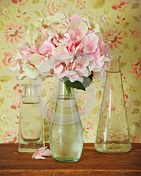 Blossoming pink hydrangea in bottle