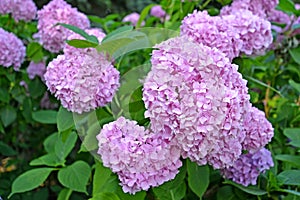 Blossoming of a pink hydrangea Hydrangea L., close up