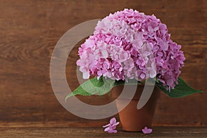 Blossoming pink hydrangea in pot