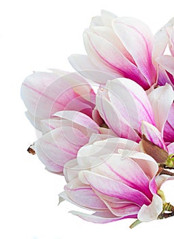 Blossoming pink magnolia tree Flowers