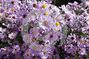 Blossoming pink Michaelmas daisies