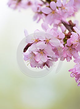 Blossoming pink Oriental cherry sakura