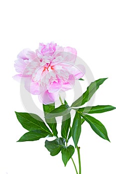 Blossoming pink peony