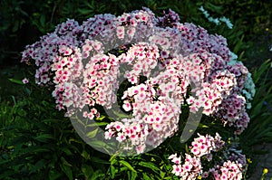 Blossoming pink phlox flowers in a garden