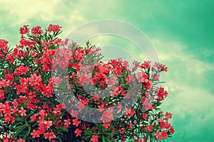 Blossoming pink rhododendron bush