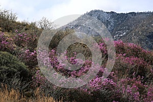 Blossoming pink rhododendron in mountains