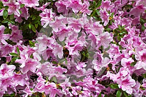 Blossoming pink rhododendrons