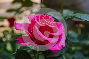 Floreciente rosa rosada 