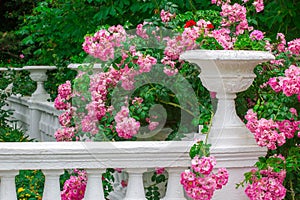 Blossoming pink roses against a white stone vase