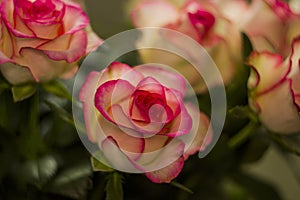 A blossoming pink roses flower