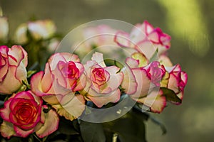 A blossoming pink roses flower