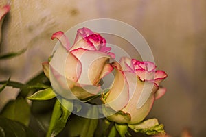 A blossoming pink roses flower