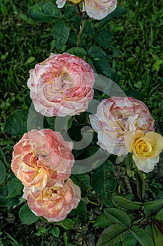 Blossoming pink roses in summer garden, natural light shot