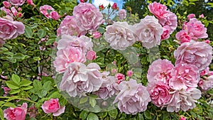 Blossoming pink roses in summer in the Netherlands