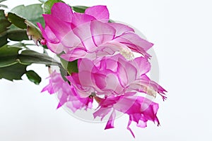 Blossoming pink to white coloured flowers of False Christmas Cactus, also called Christmas Cactus