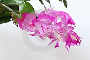 Blossoming pink to white coloured flowers of False Christmas Cactus, also called Christmas Cactus