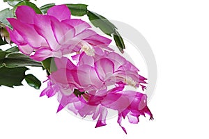 Blossoming pink to white coloured flowers of False Christmas Cactus, also called Christmas Cactus