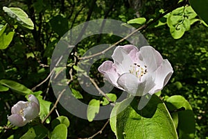 Blossoming pink to white flower of Quince tree, latin name Cydonia Oblonga