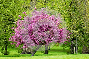 Blossoming pink tree photo