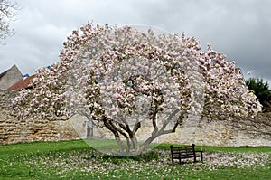 Blossoming Pink Tree at Ruins of Glastonbury Abbey