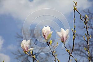 Blossoming pink and white magnolia. Large magnolia flowers. Abundant flowering