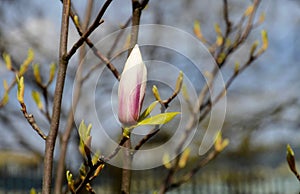 Blossoming pink and white magnolia. Large magnolia flowers. Abundant flowering