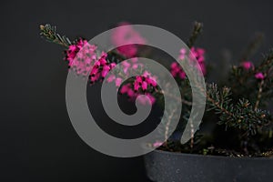 Blossoming plant on black background. Nature colors backdrop