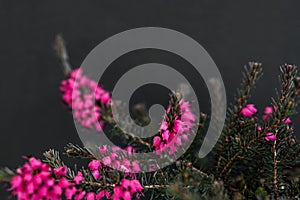 Blossoming plant on black background. Nature colors backdrop