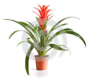 Blossoming plant of guzmania