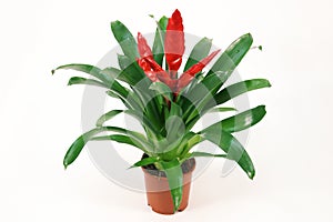 Blossoming plant of red Vriesea in flowerpot