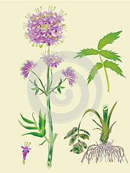 Blossoming plant and root of officinal valerian