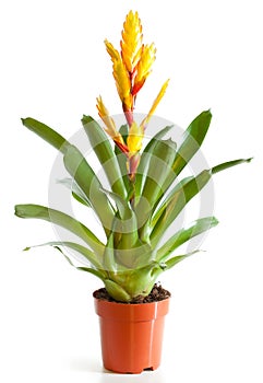 Blossoming plant of vriesia