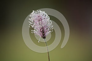 Blossoming plantago macro on a blurred green background on a meadow