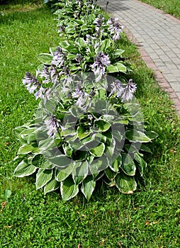 The blossoming plants Khosta Funkiya of a grade of of `Francee` along a garden path