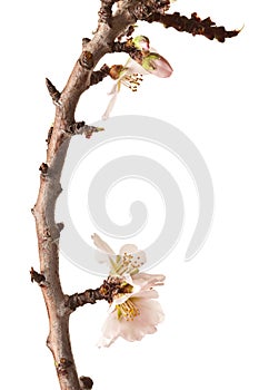 Blossoming Plum Branch Isolated