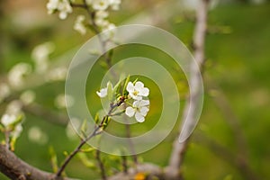 Blossoming of plum flowers in spring time with green leaves. Beautyful background with branch with white flowers