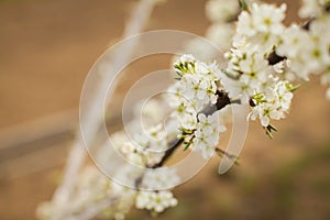 Blossoming of plum flowers in spring time with green leaves. Beautyful background with branch with white flowers